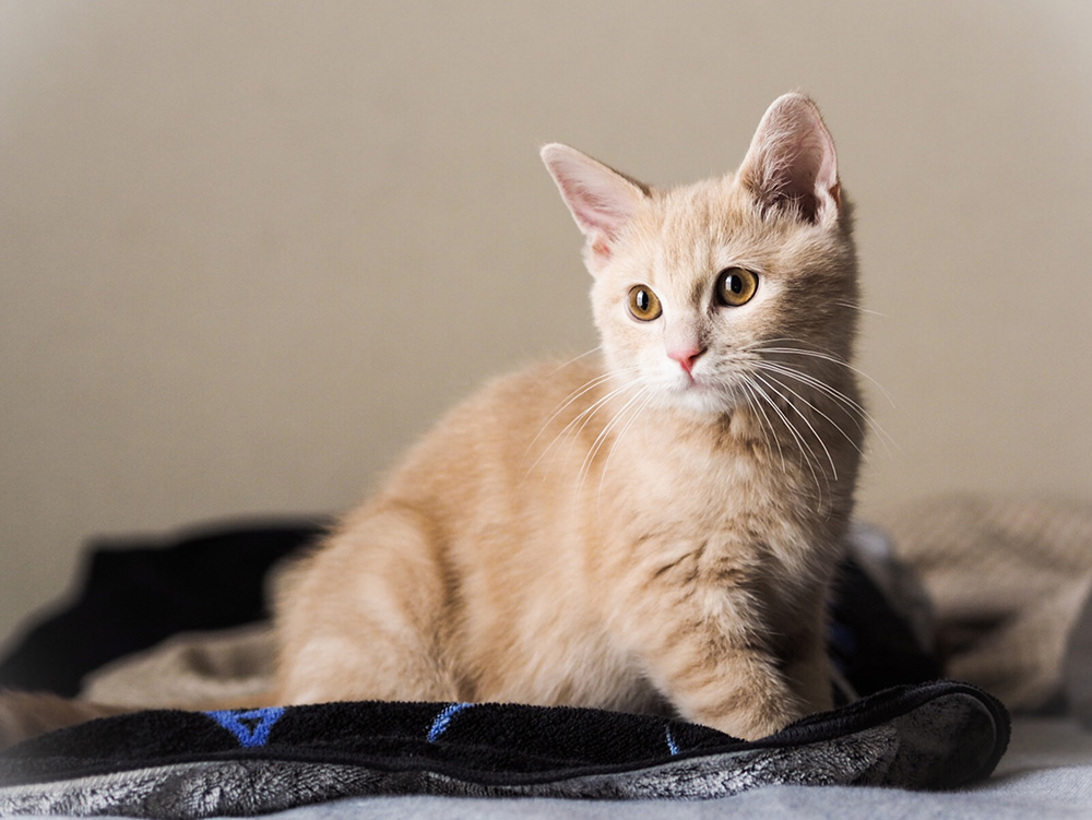 ペットショップ以外での犬や猫の迎え方